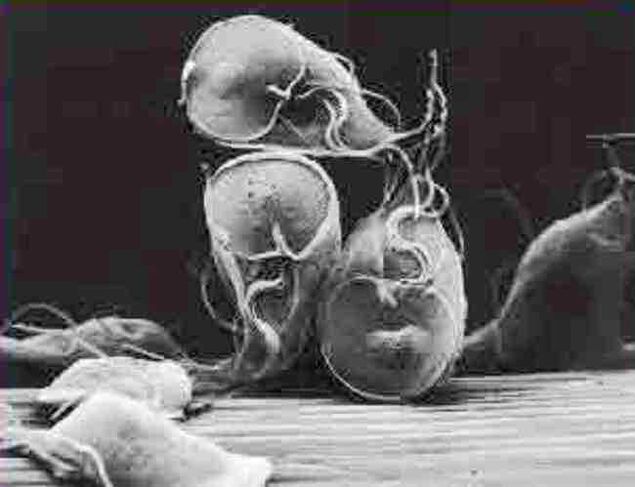 protozoaire parasite giardia